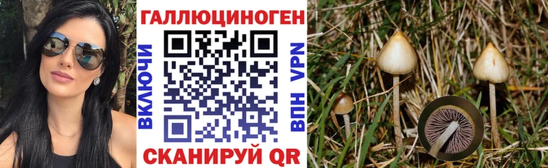 купить наркоту  Грайворон  Галлюциногенные грибы Psilocybe 